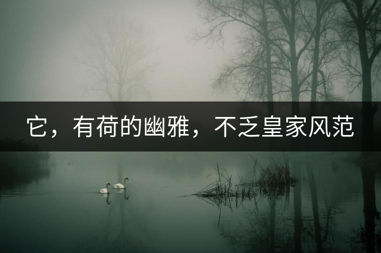 它，有荷的幽雅，不乏皇家風(fēng)范