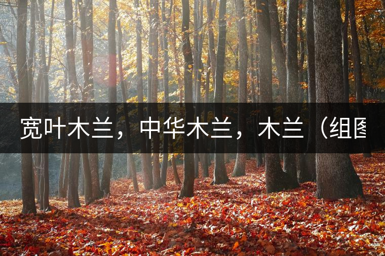 寬葉木蘭，中華木蘭，木蘭（組圖）