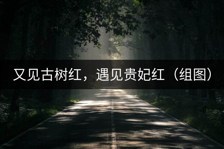 又見古樹紅，遇見貴妃紅（組圖）