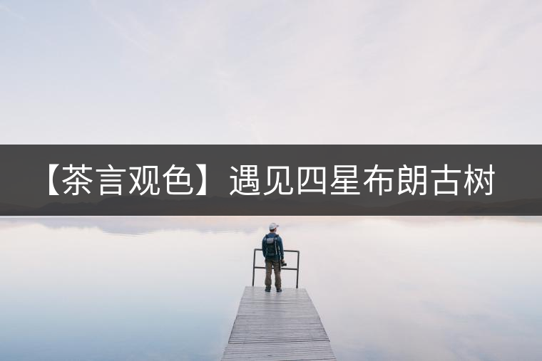 【茶言觀色】遇見四星布朗古樹之美