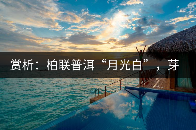 賞析：柏聯(lián)普洱“月光白”，芽白葉黑香甜四溢