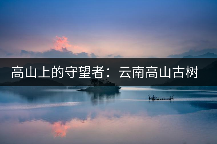 高山上的守望者:云南高山古樹餅茶 高山上的守望者:云南高山古樹餅茶