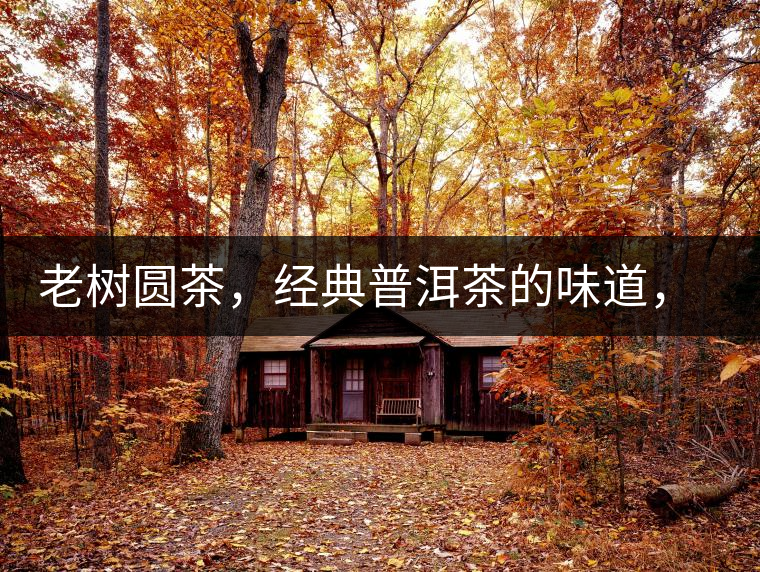 老樹圓茶，經(jīng)典普洱茶的味道，即將上市