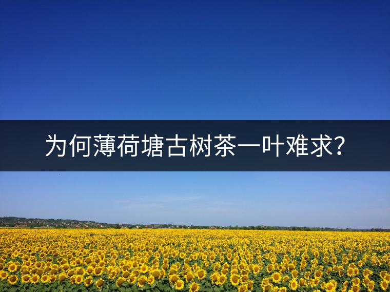 為何薄荷塘古樹(shù)茶一葉難求？