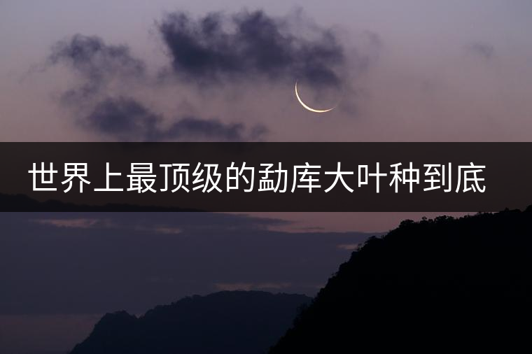 世界上最頂級的勐庫大葉種到底是什么？這篇文章講透了