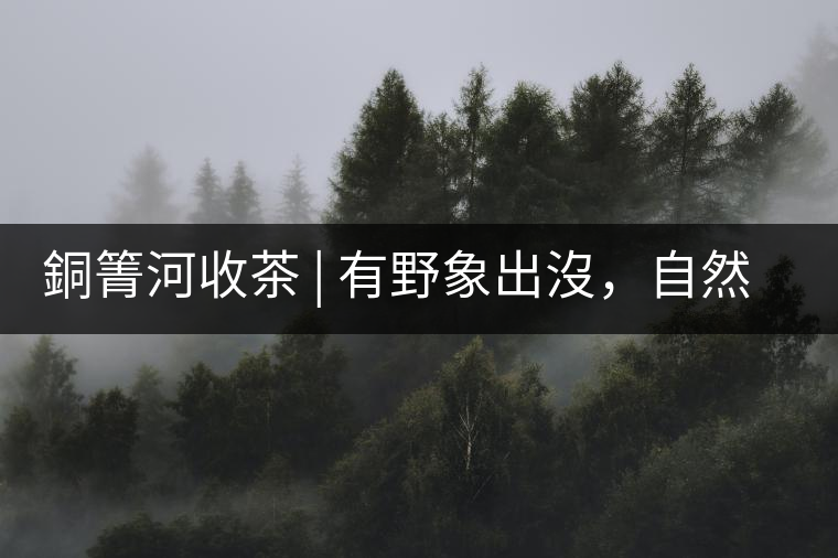 銅箐河收茶 | 有野象出沒，自然是好茶