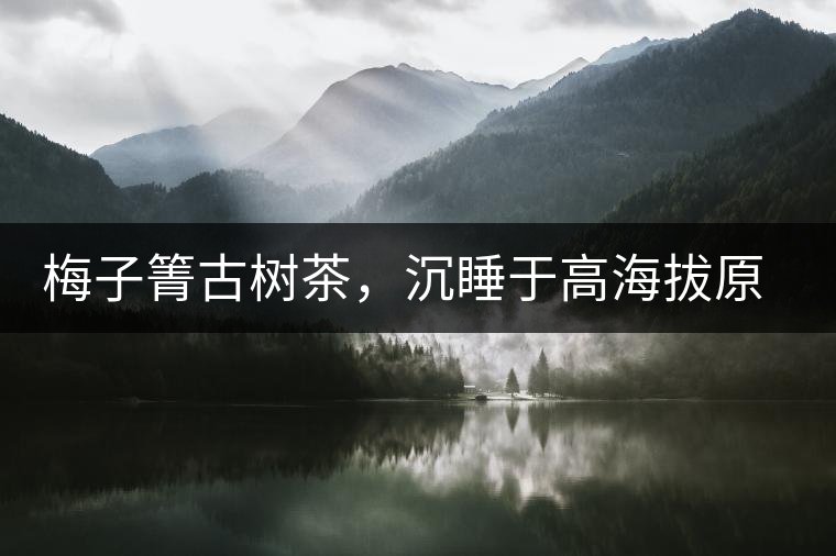 梅子箐古樹茶，沉睡于高海拔原生態(tài)的冰甜美人