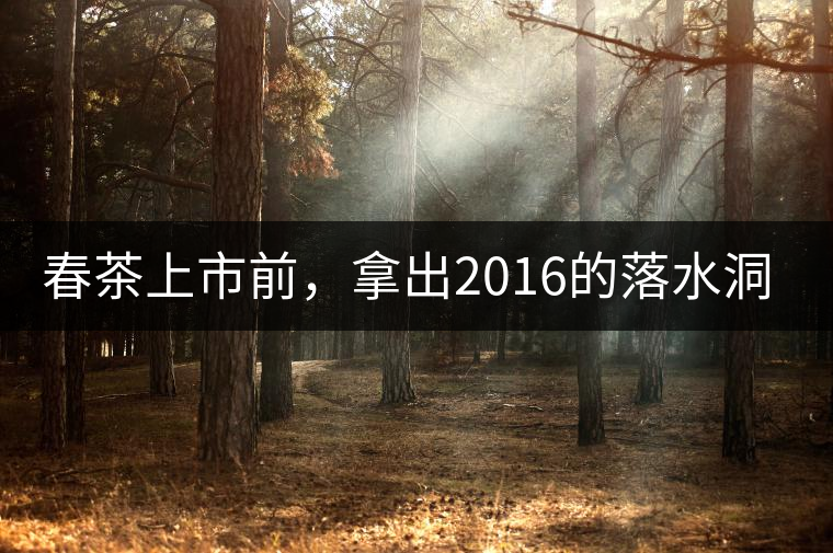 春茶上市前，拿出2016的落水洞秋茶開湯