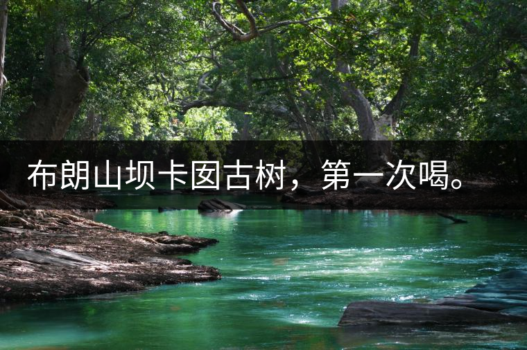 布朗山壩卡囡古樹，第一次喝。感覺不錯，這茶不苦