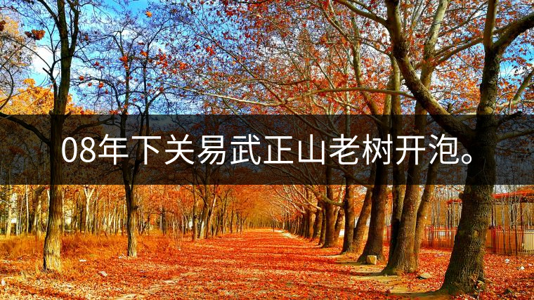 08年下關(guān)易武正山老樹(shù)開(kāi)泡。