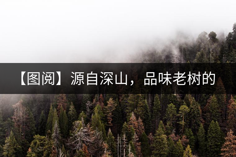 【圖閱】源自深山，品味老樹的味道