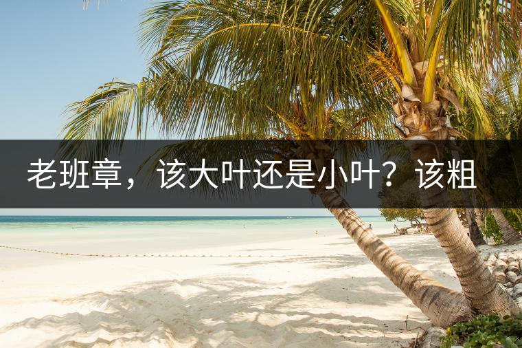 老班章，該大葉還是小葉？該粗老還是細嫩？