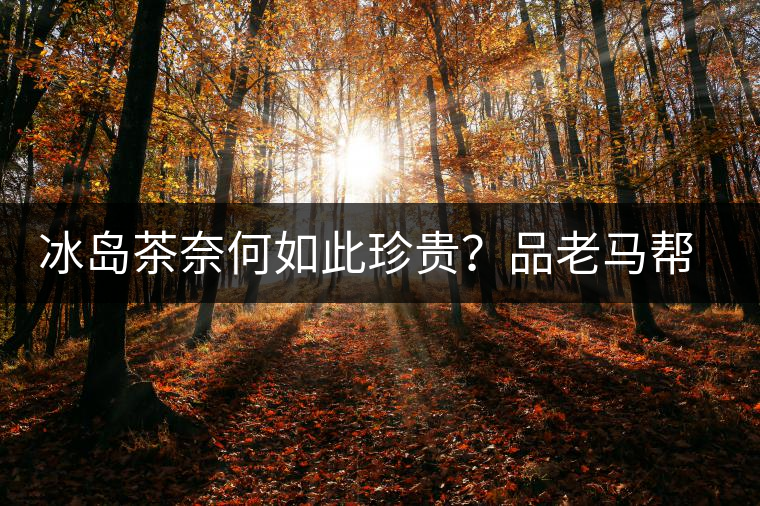 冰島茶奈何如此珍貴？品老馬幫之“冰島老寨”，答案在這里！