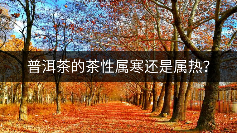 普洱茶的茶性屬寒還是屬熱？