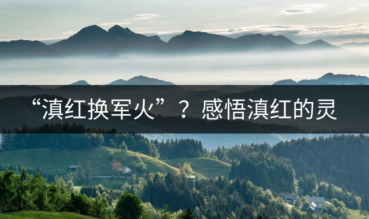 “滇紅換軍火”？感悟滇紅的靈與性！