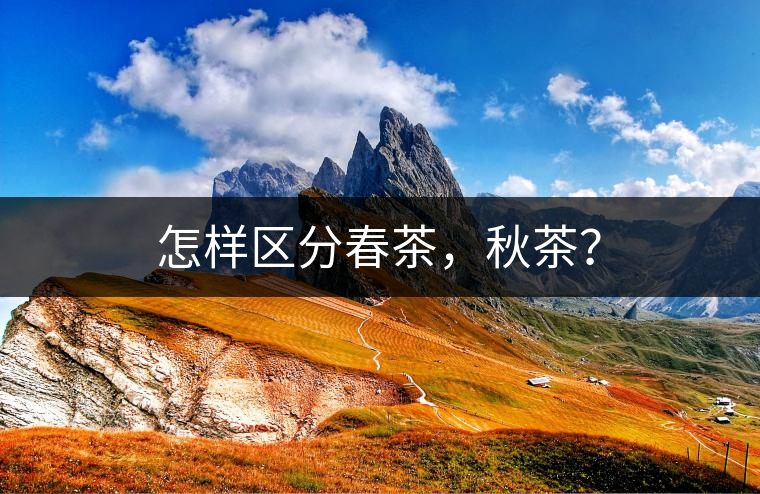 怎樣區(qū)分春茶，秋茶？