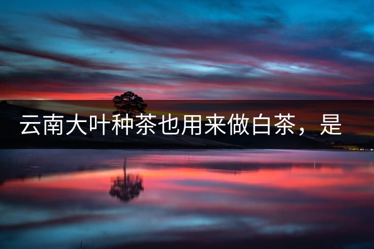 云南大葉種茶也用來(lái)做白茶，是真的好喝嗎？