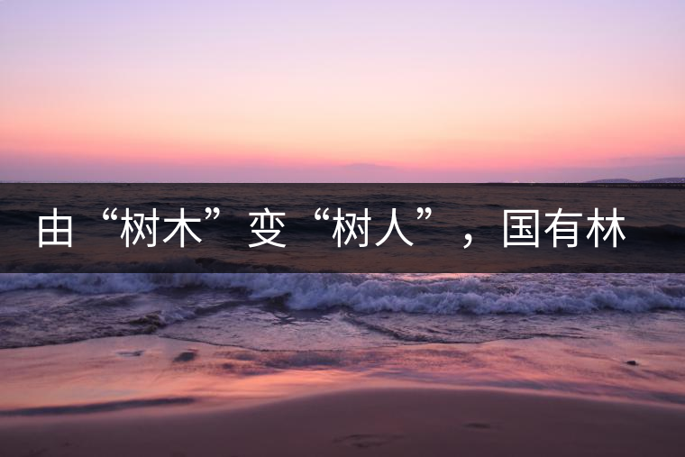 由“樹(shù)木”變“樹(shù)人”，國(guó)有林普洱茶為什么越來(lái)越受歡迎？