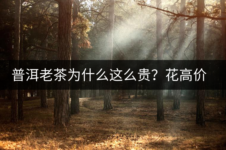 普洱老茶為什么這么貴？花高價(jià)買值嗎？