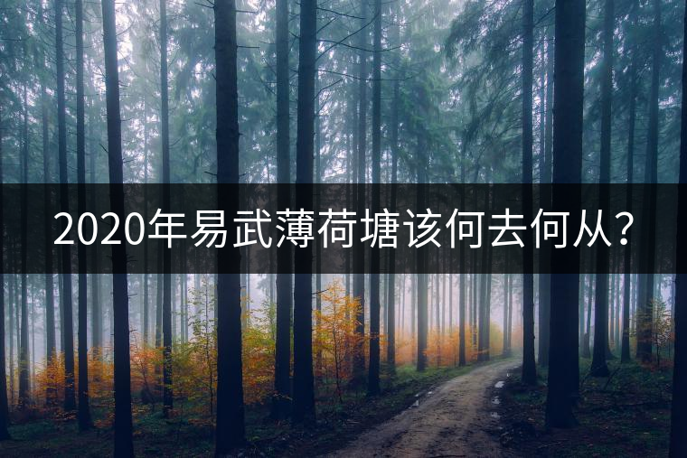 2020年易武薄荷塘該何去何從？