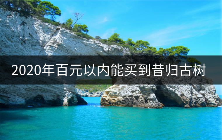 2020年百元以內(nèi)能買到昔歸古樹嗎？