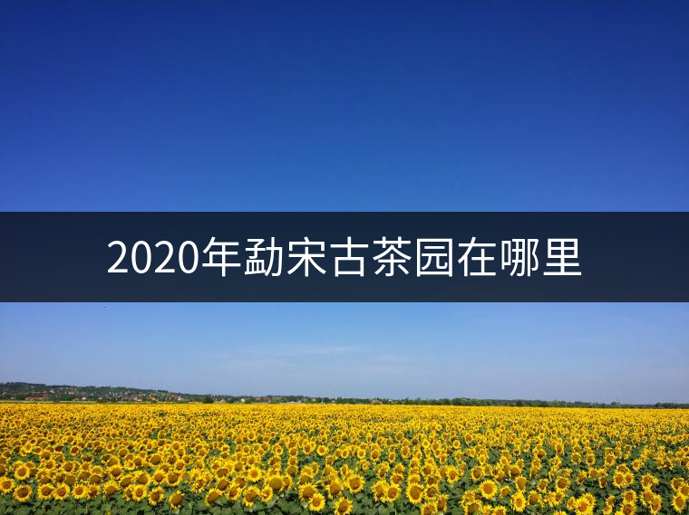 2020年勐宋古茶園在哪里