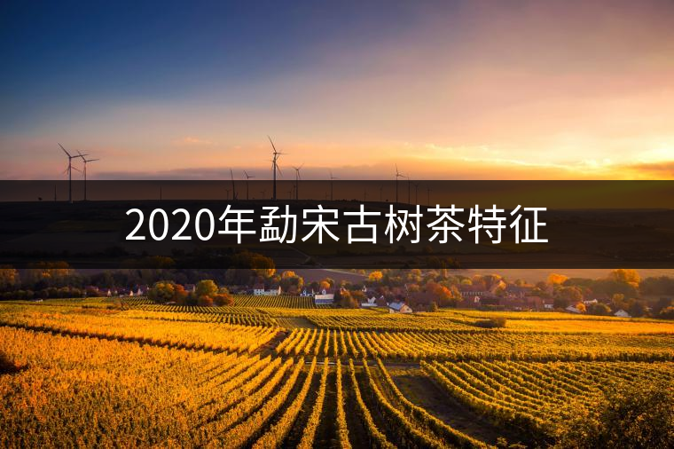 2020年勐宋古樹(shù)茶特征