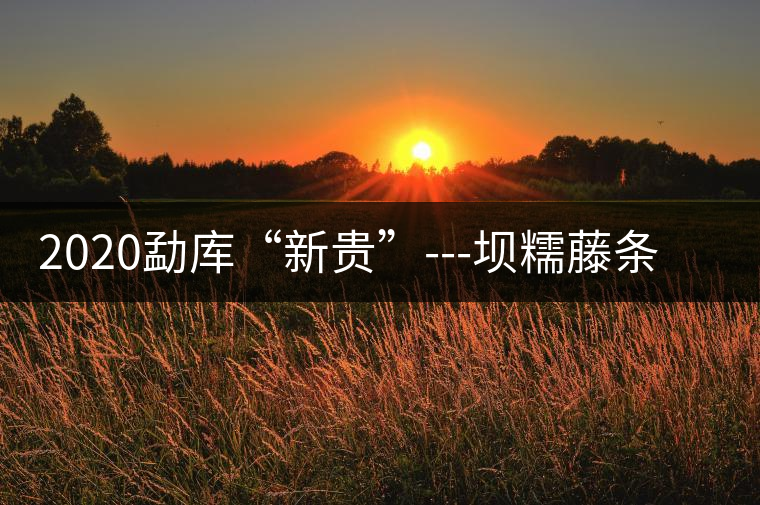 2020勐庫“新貴”---壩糯藤條茶，是如何一夜爆紅的？