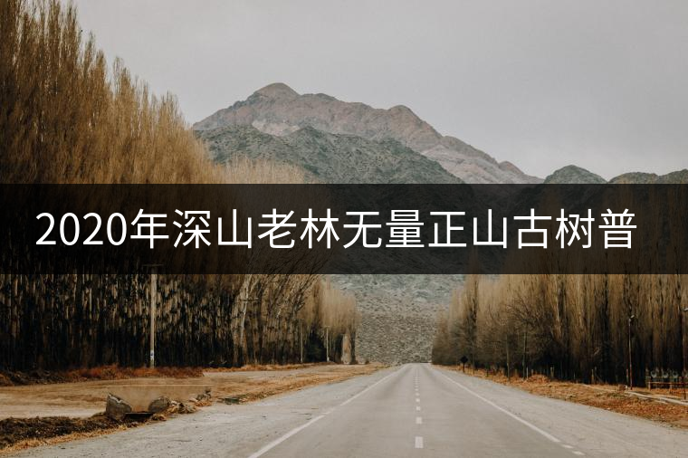 2020年深山老林無量正山古樹普洱茶特點(diǎn) 2020年深山老林無量正山古樹普洱茶特點(diǎn)