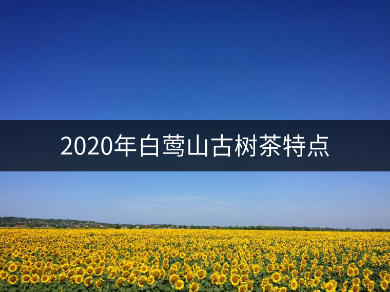 2020年白鶯山古樹茶特點