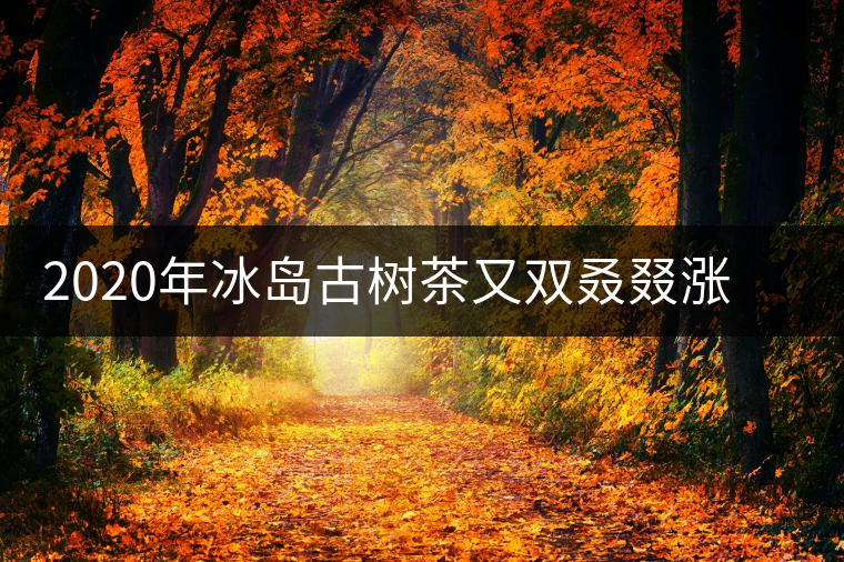 2020年冰島古樹茶又雙叒叕漲價(jià)了，今年的普洱春茶準(zhǔn)備你下手嗎