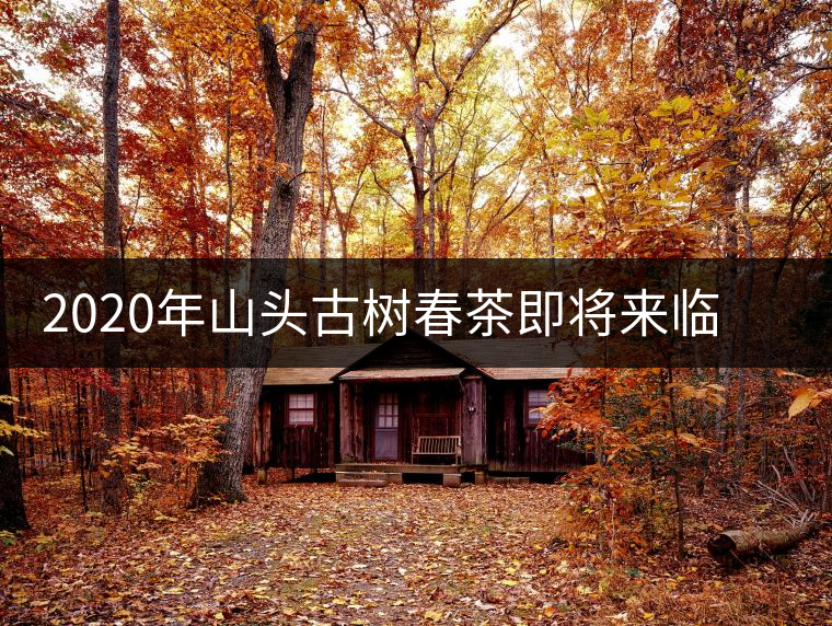 2020年山頭古樹(shù)春茶即將來(lái)臨，開(kāi)啟山頭茶的既然是它