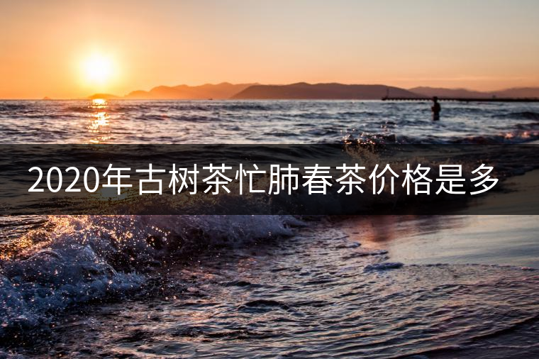 2020年古樹(shù)茶忙肺春茶價(jià)格是多少？