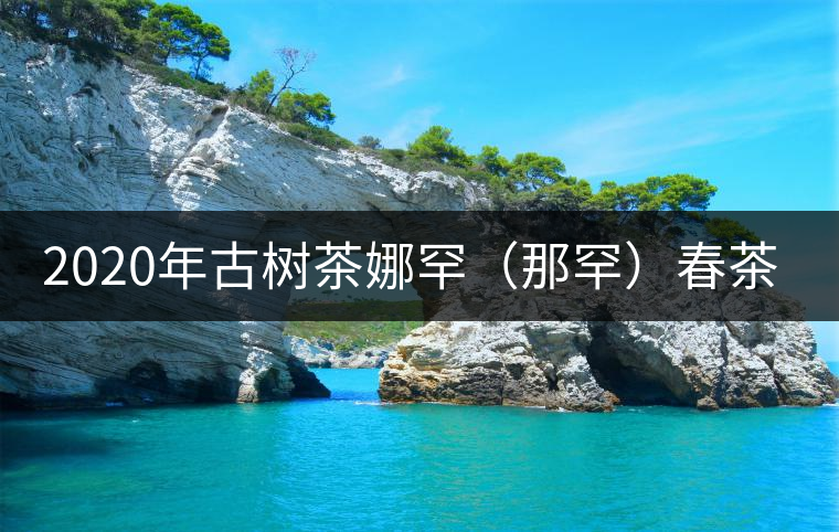 2020年古樹茶娜罕（那罕）春茶價格是多少？