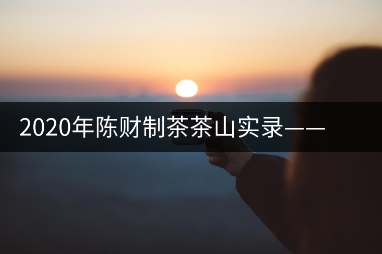 2020年陳財制茶茶山實錄——蟒蛇河畔的蟒王箐 2020年陳財制茶茶山實錄——蟒蛇河畔的蟒王箐