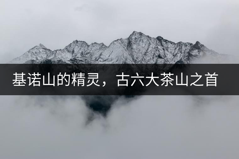 基諾山的精靈，古六大茶山之首武侯遺種攸樂古樹茶