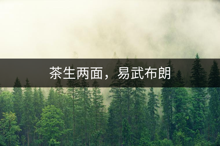 茶生兩面，易武布朗