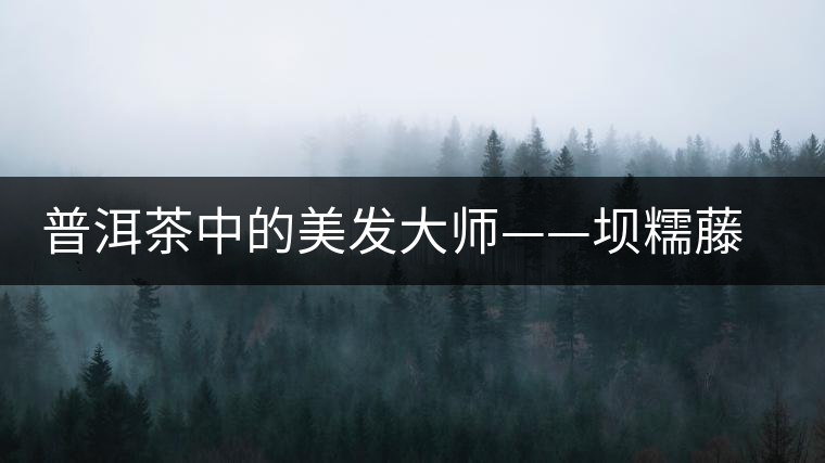 普洱茶中的美發(fā)大師——壩糯藤條茶