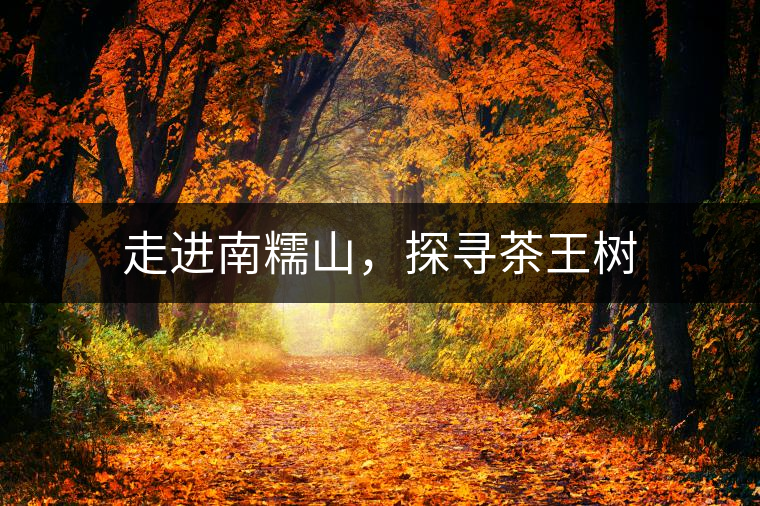 走進南糯山，探尋茶王樹