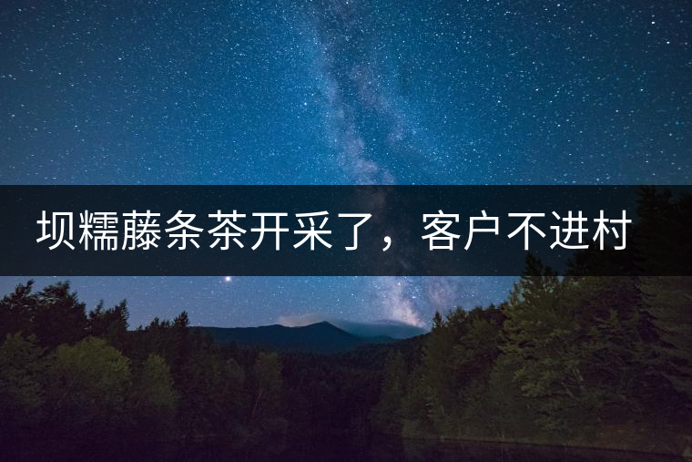 壩糯藤條茶開采了，客戶不進村，村民怎么賣茶？