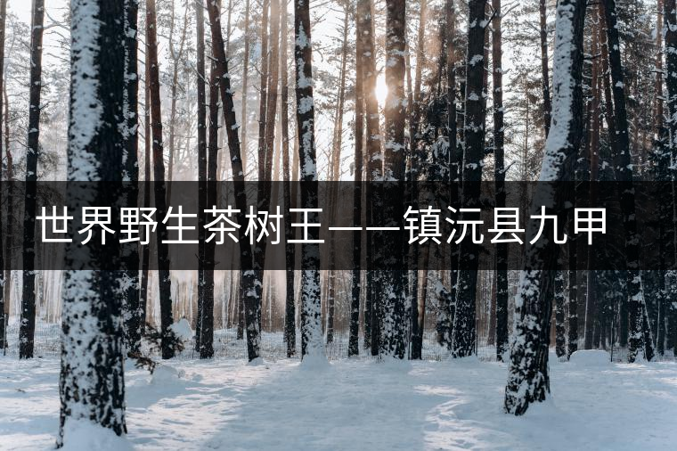 世界野生茶樹王——鎮(zhèn)沅縣九甲鄉(xiāng)千家寨大茶樹 世界野生茶樹王——鎮(zhèn)沅縣九甲鄉(xiāng)千家寨大茶樹