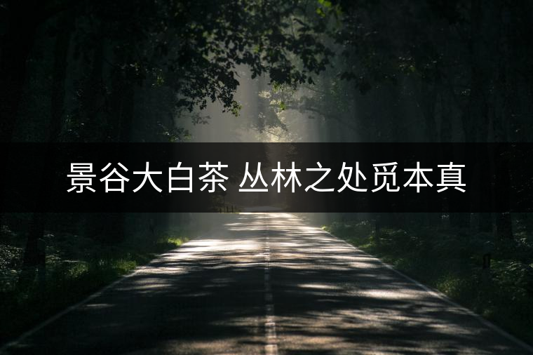 景谷大白茶 叢林之處覓本真