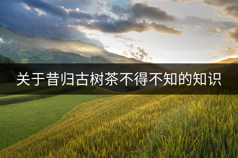 關于昔歸古樹茶不得不知的知識