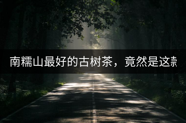 南糯山最好的古樹茶，竟然是這款！