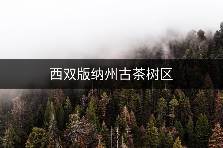 西雙版納州古茶樹(shù)區(qū)