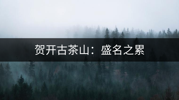 賀開古茶山：盛名之累