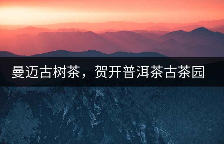 曼邁古樹(shù)茶，賀開(kāi)普洱茶古茶園的華彩綻放