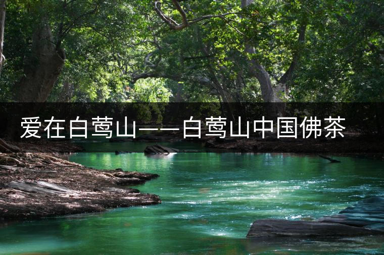 愛在白鶯山——白鶯山中國(guó)佛茶勝地