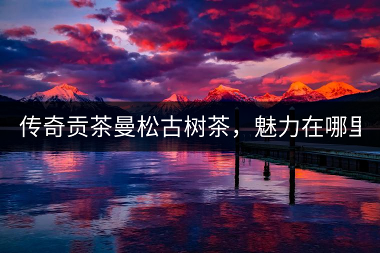 傳奇貢茶曼松古樹(shù)茶，魅力在哪里？