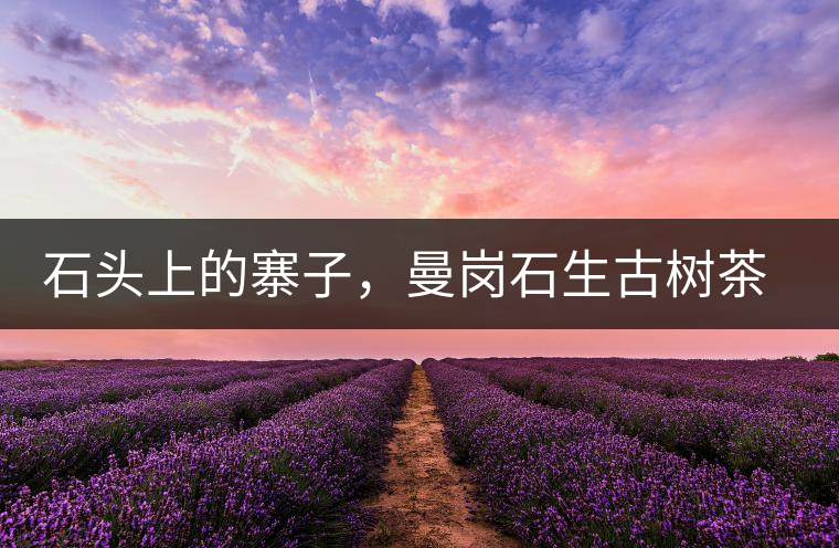 石頭上的寨子，曼崗石生古樹茶特點(diǎn)介紹
